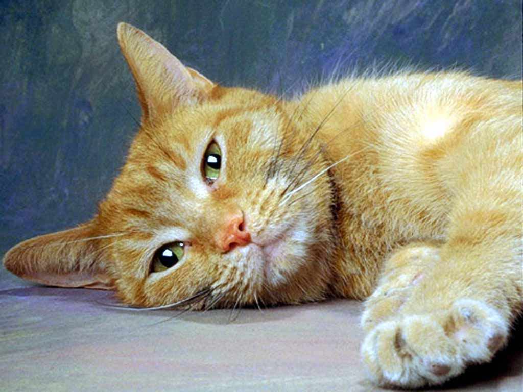 Gatti (35)